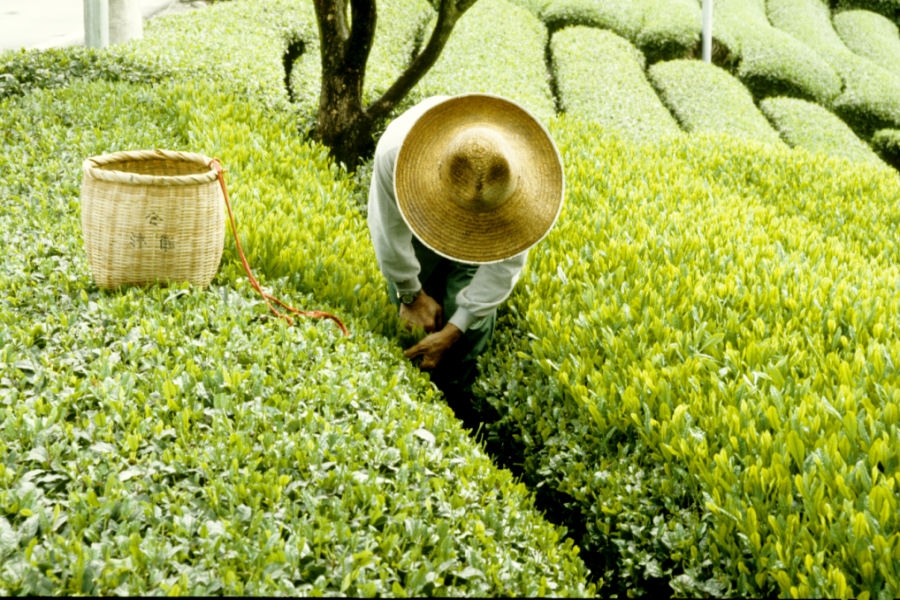tea-picking-in-shizuoka-23