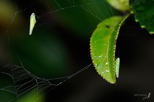 Jacobiasca formosana