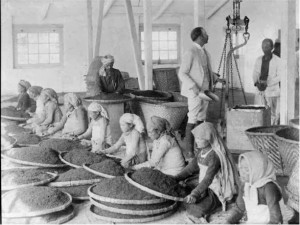 Women Workers Cleaning Tea Leaves in Factory in Darjeeling, India - 1865