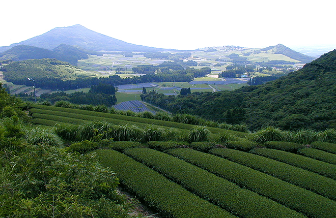 Kagoshima Tea Fields