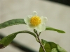 Camellia \"Klasek\" Sinensis 2012