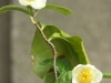 Camellia \"Klasek\" Sinensis 2012