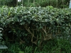 Jade oolong bush