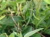 Jade oolong bush