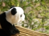 012 Panda in Garden