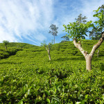 Ceylon Tea Garden