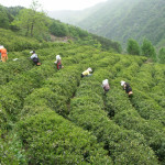 Hadong Tea Gardens