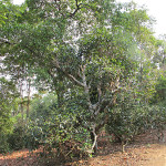 Tea trees in Jing Mai, Yunnan