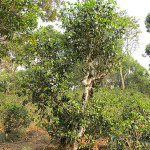 Tea trees in Jing Mai, Yunnan