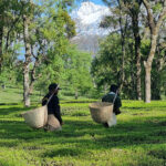 Wah Tea Estate - harvest
